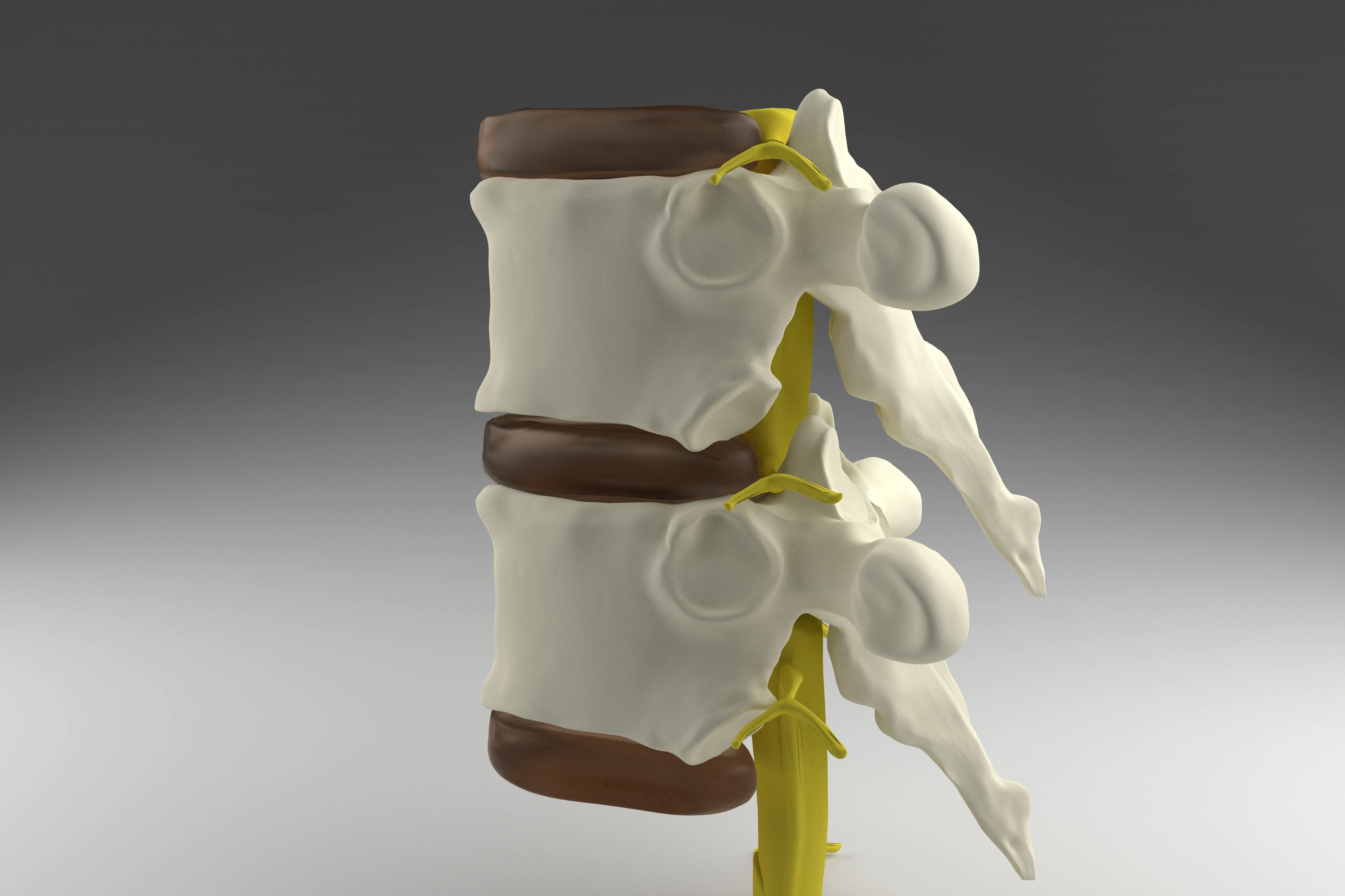척수 모습이 3d 렌더링 된 의학적으로 정확한 그림