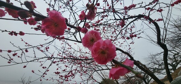 매화축제
