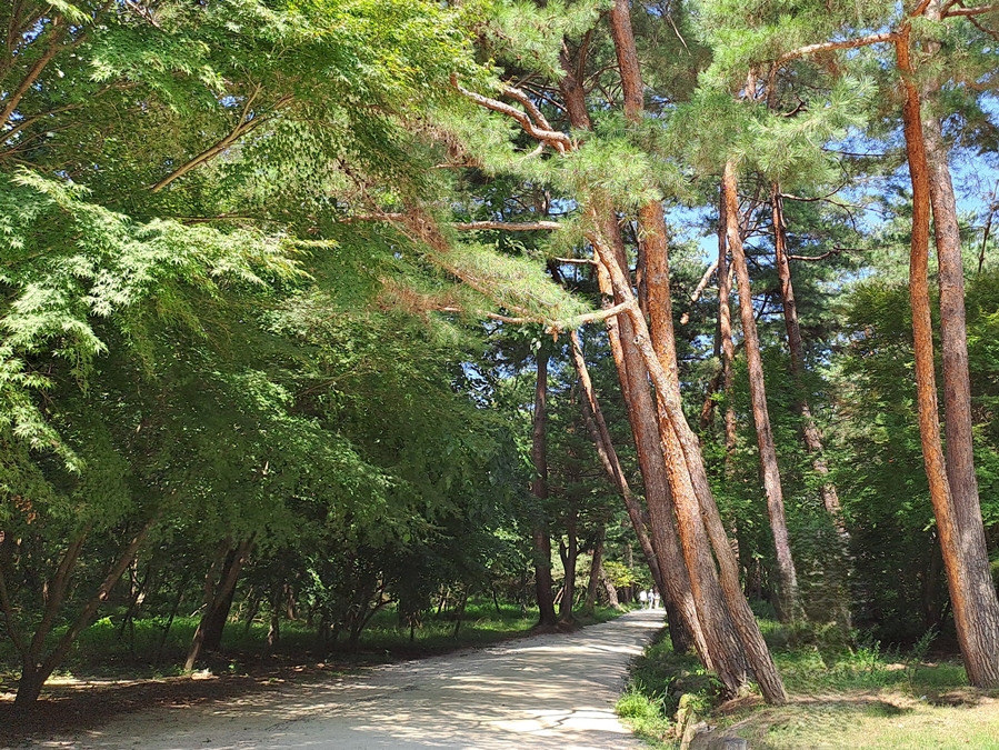 현릉-노송숲길
