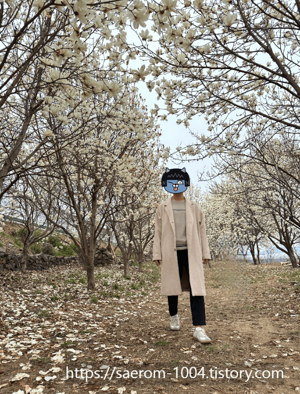 김해 목련숲 남자친구 사진