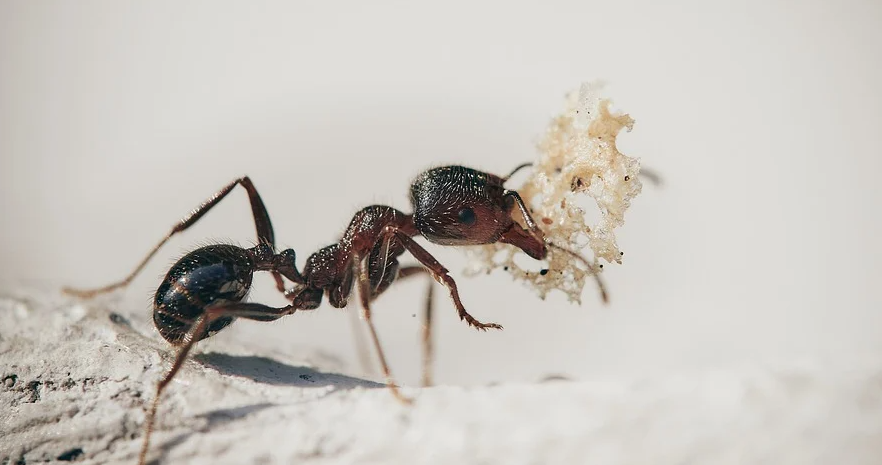 개미다리몇개2
