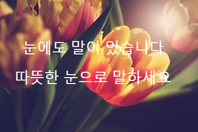 주황색 튤립 세송이
