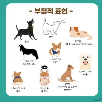 강아지 행동별 특징 의미 강아지 신호 해석 방법_5