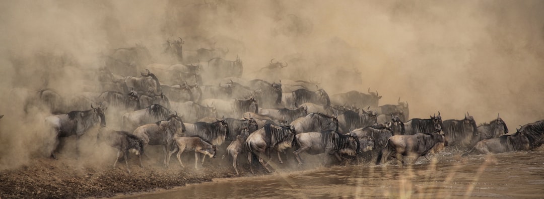 Migration
