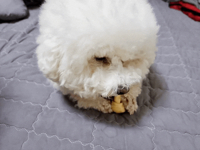 강아지 다이어트 방법 강아지 다이어트 방법6가지, 비숑 12