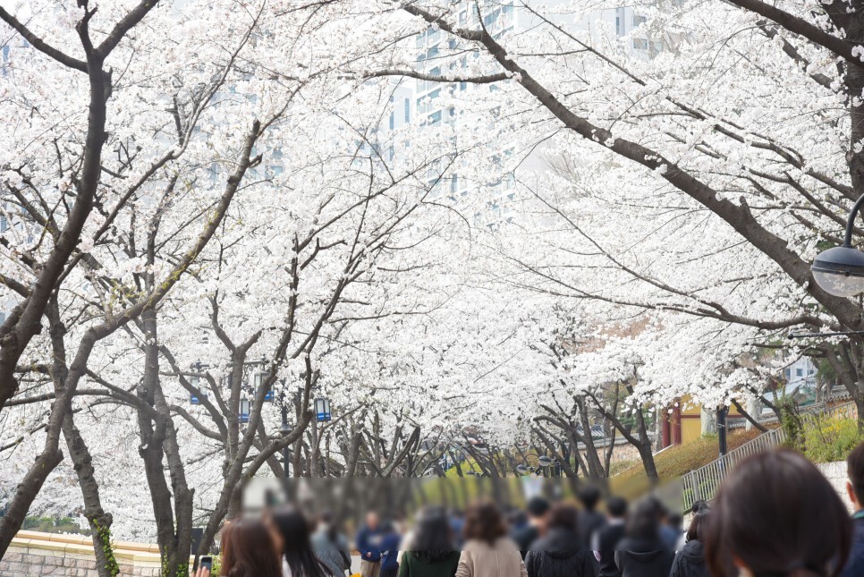 벚꽃