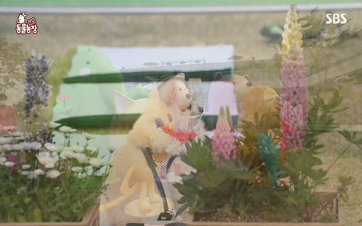 TV 동물농장.E1070.220523p-NEXT.mp4_20220522_182014.653.jpg