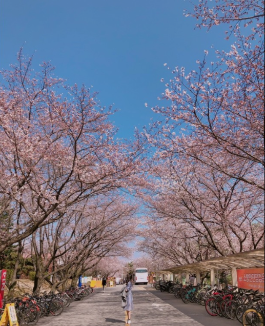 대전벚꽃명소