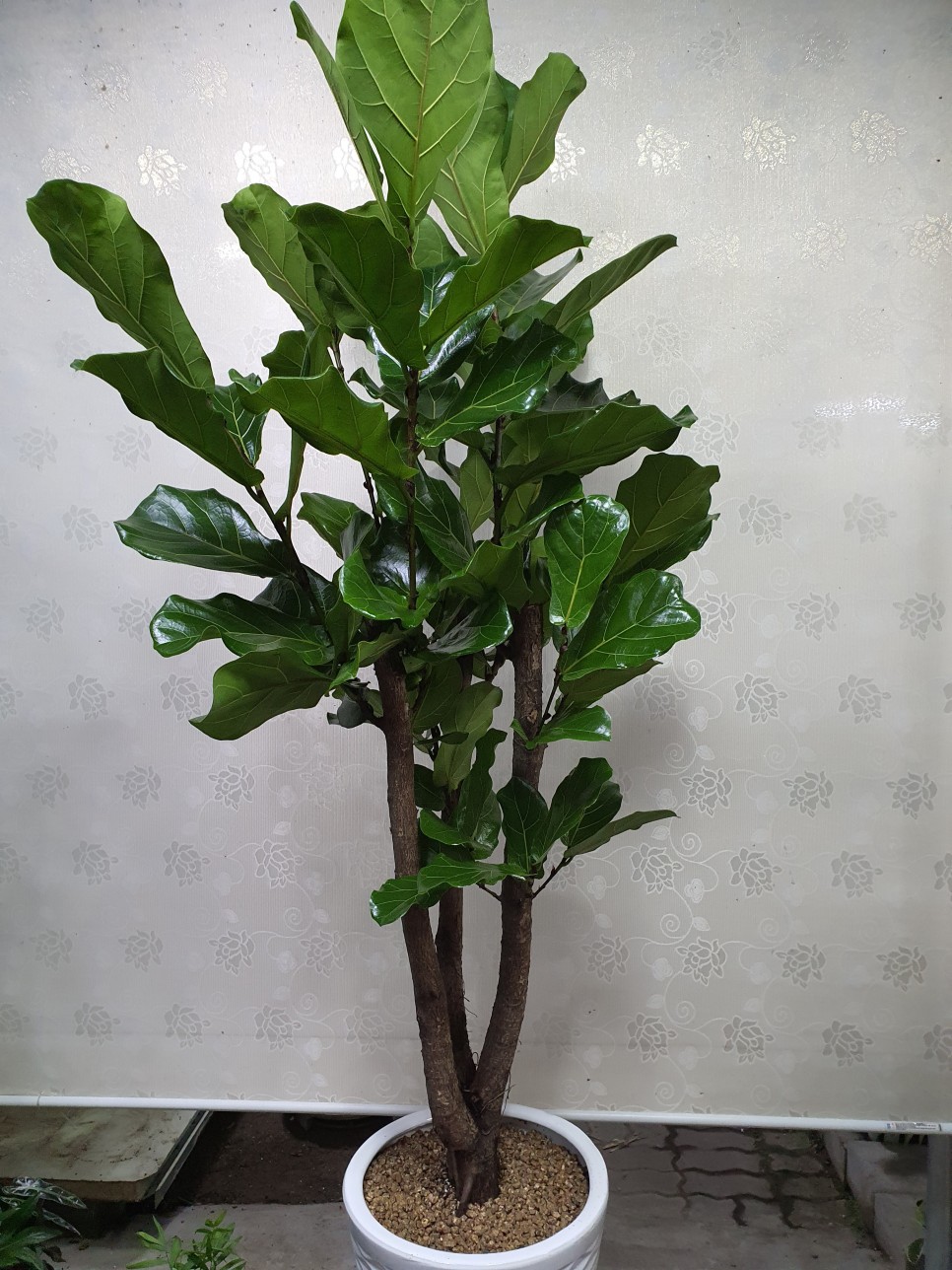 모델하우스 오픈식 3단 축하화환도 수제로 배달하는 당진채운동 꽃집 푸른화원입니다 당진꽃집 당진화분 동부센트레빌 르네블루 모델하우스 개관식에 대형화분 배달