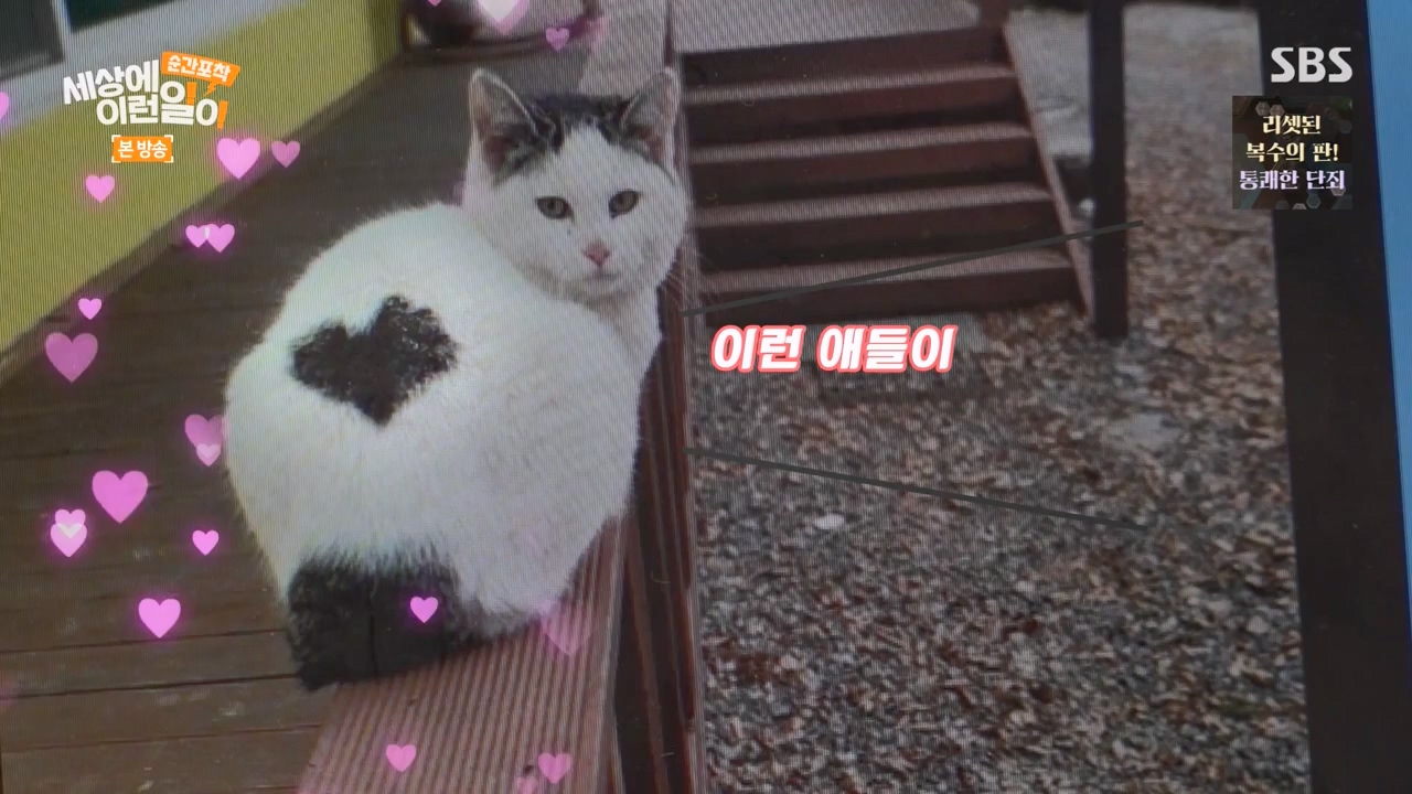 순간포착 세상에 이런일이.E1270.240324p-NEXT.mp4_20240324_164815.187.jpg