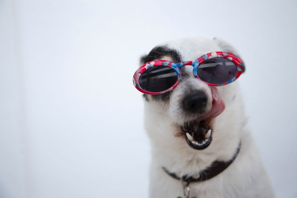 선글라스를 착용한 귀여운 강아지