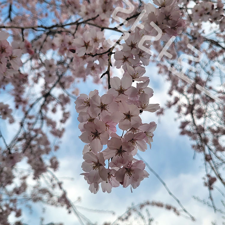 진해경화역-벚꽃