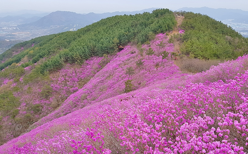 천주산 진달래 3