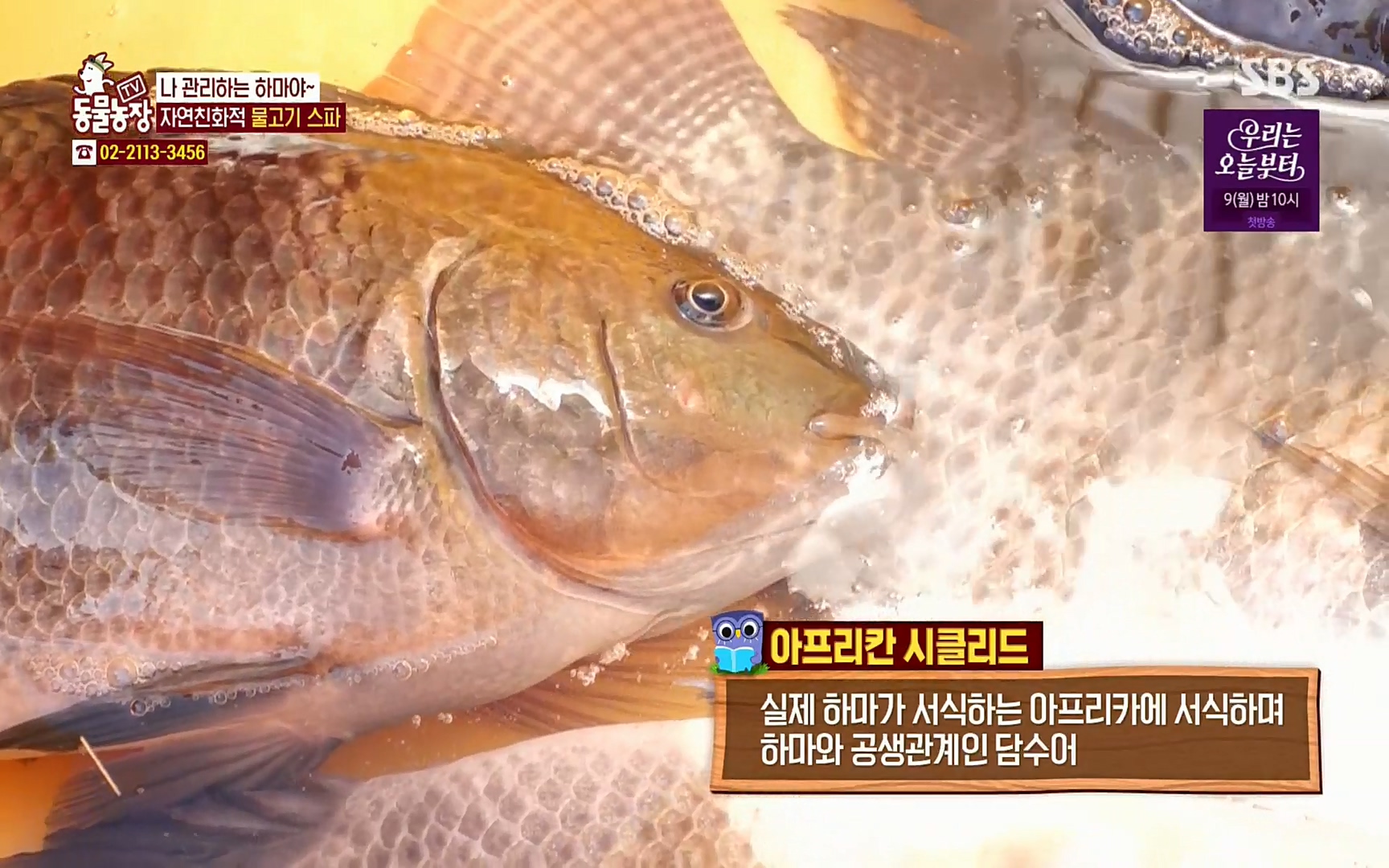 TV 동물농장.E1067.220501p.H264-F1RST.mp4_20220501_181853.079.jpg