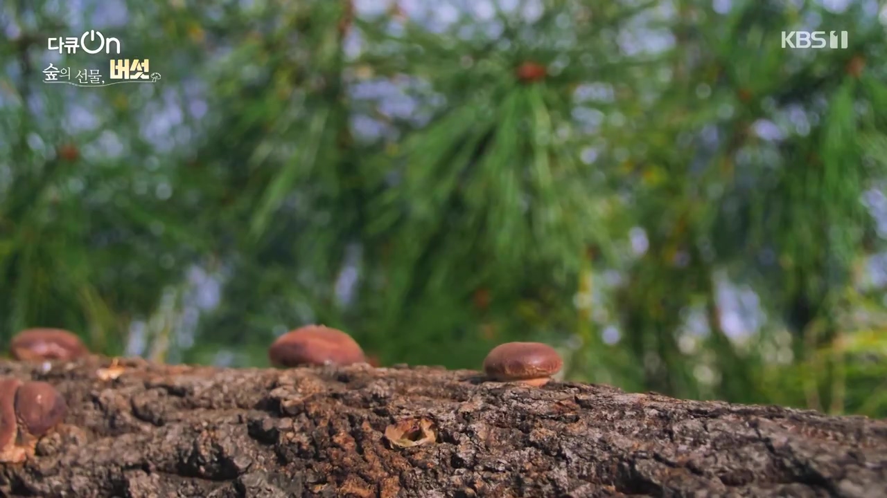 다큐 온.E227.231120p-NEXT.mp4_20231121_201833.524.jpg