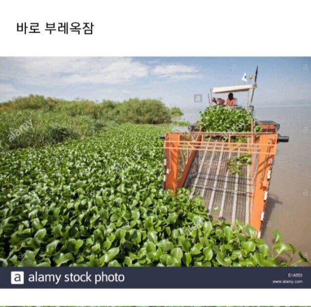  세계에서 악마의 잡초라고 불리는 식물