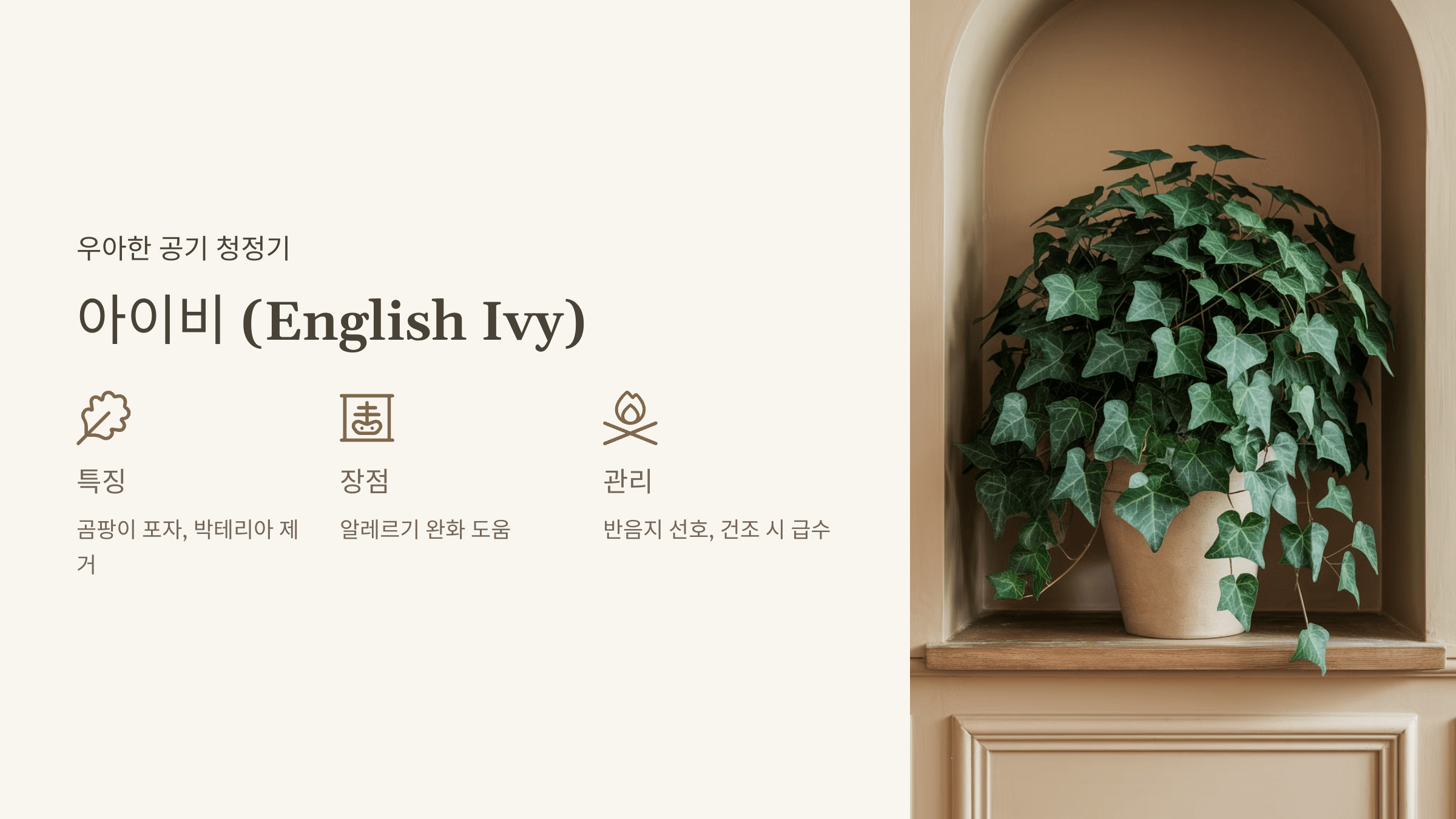 아이비 (English Ivy)