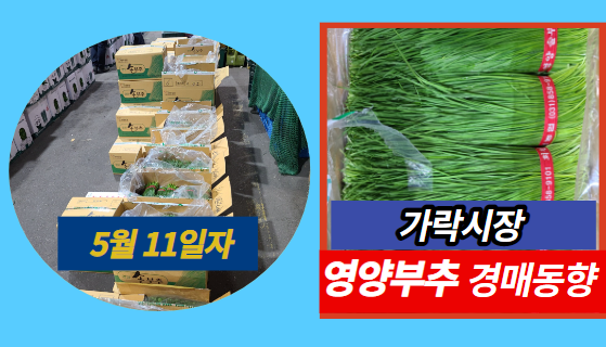 [경매사 일일보고] 5월 11일자 가락시장 영양부추 경매동향을 살펴보겠습니다!
