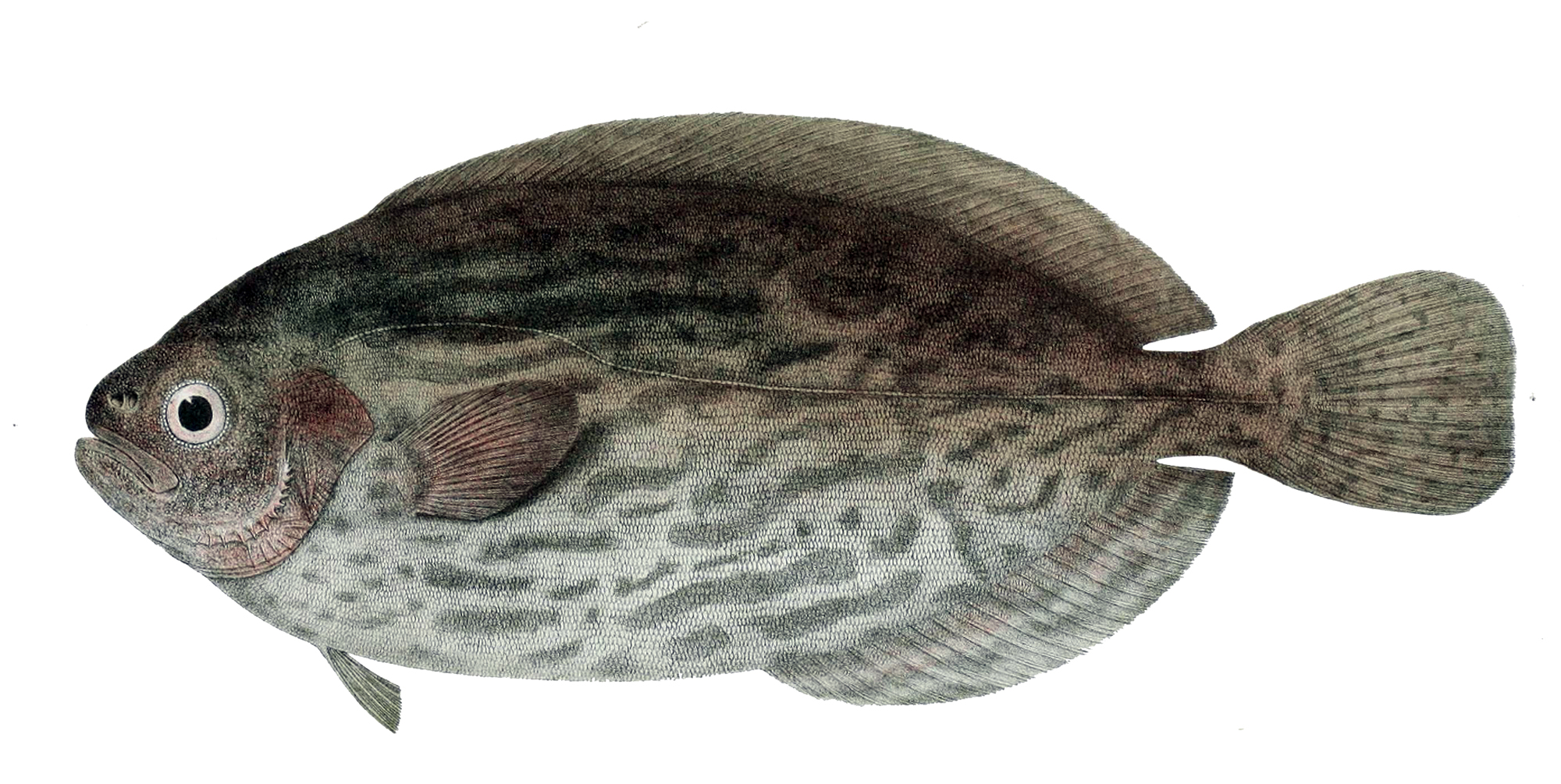 [물고기] Schedophilus medusophagus
