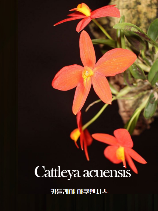 Cattleya acuensis 썸네일
