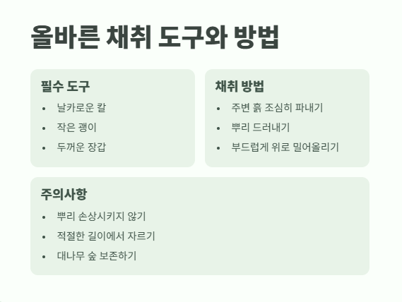 죽순 채취시기 수확 노하우 5