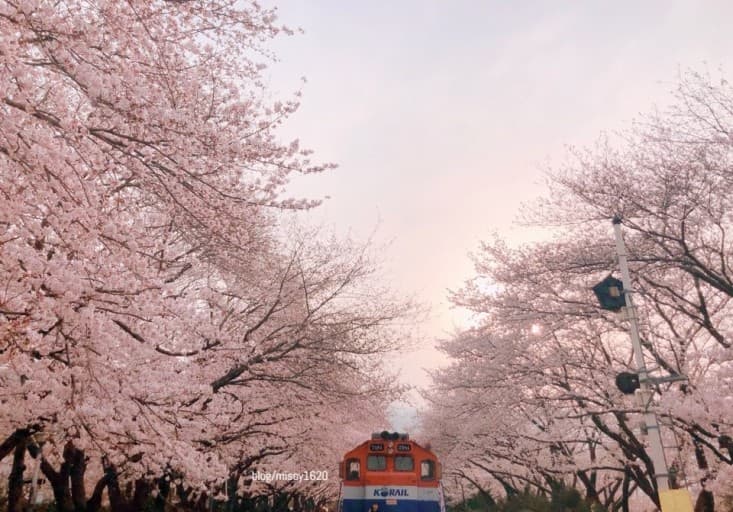 진해 벚꽃 여행 찐후기 ❘ 여좌천 &amp; 경화역, 인생샷 명소 총정리!