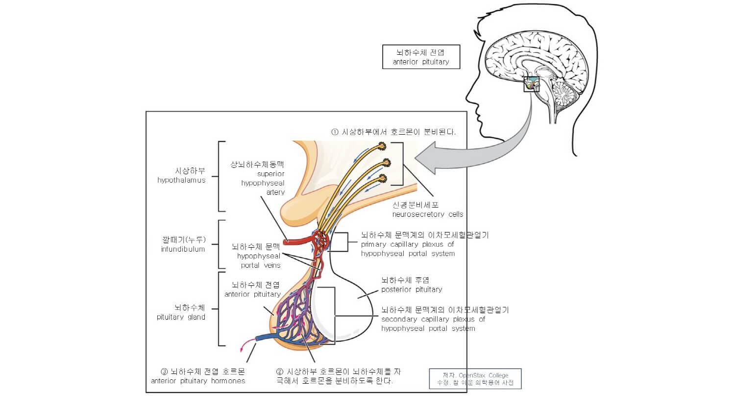 뇌하수체 전엽 호르몬, 뇌하수체 후엽 호르몬의 종류