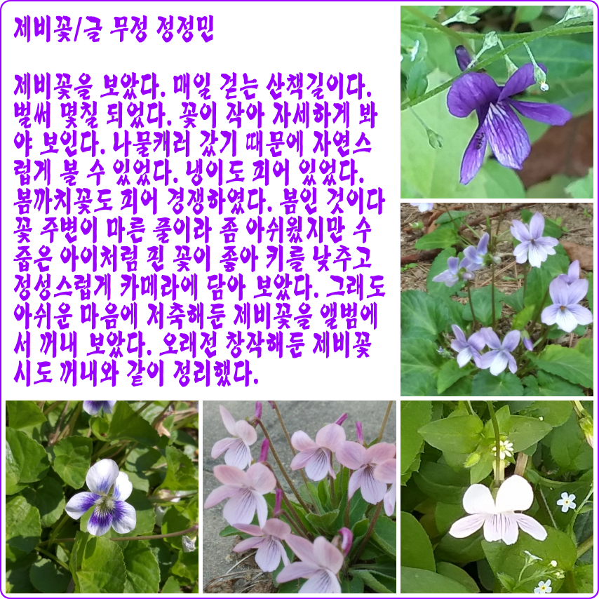 제비꽃 3