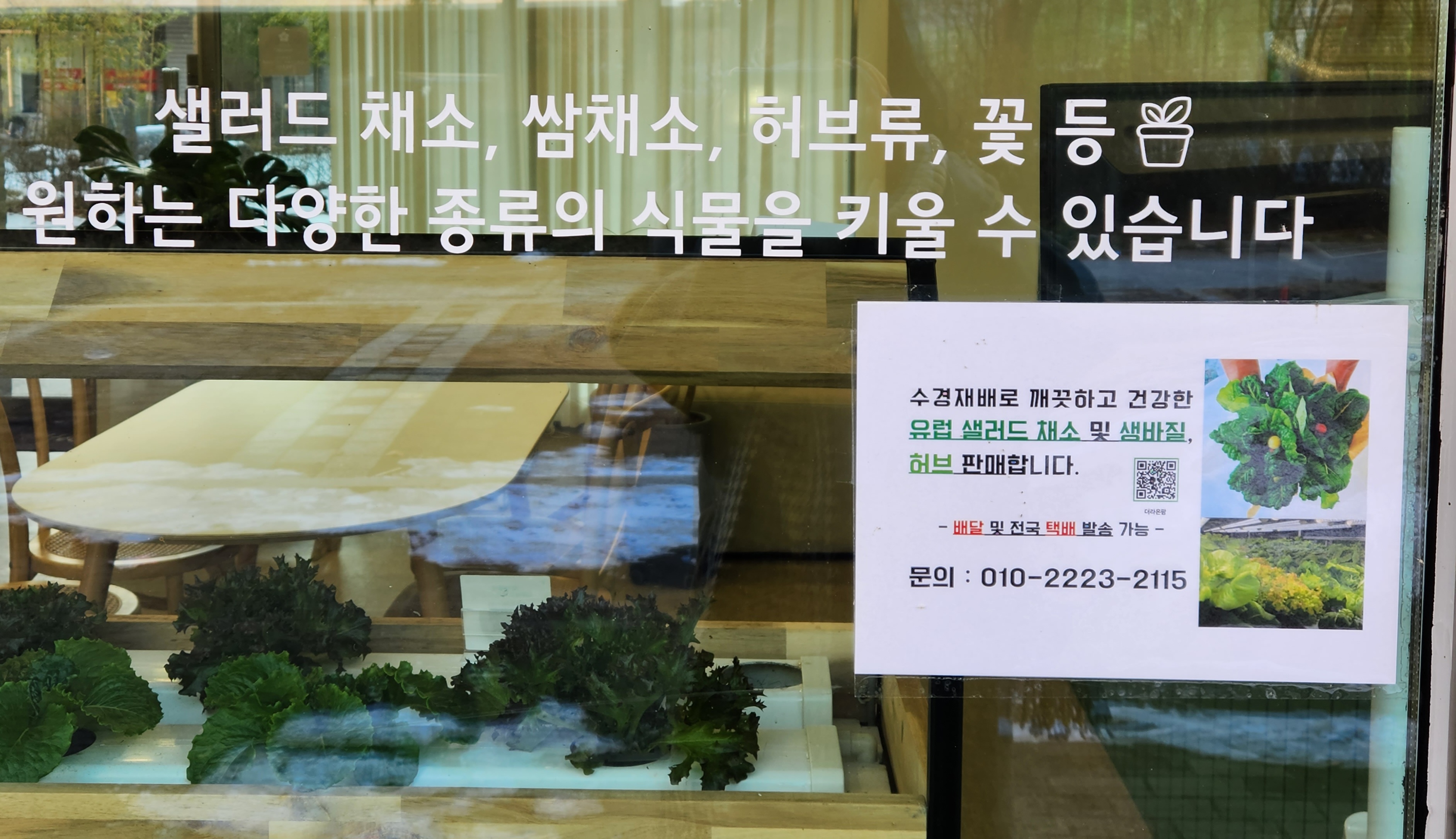 수경재배식물 카페