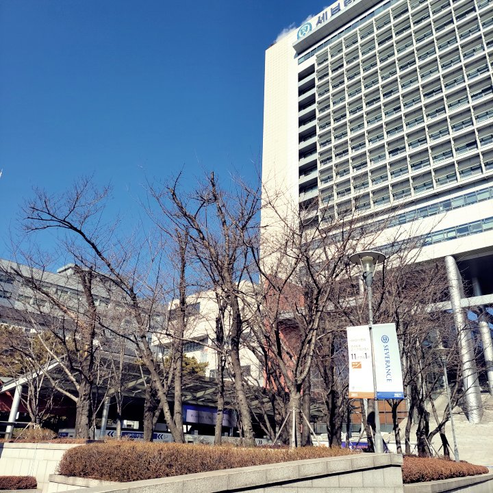 신촌 세브란스병원 본관 건물 앞 화단