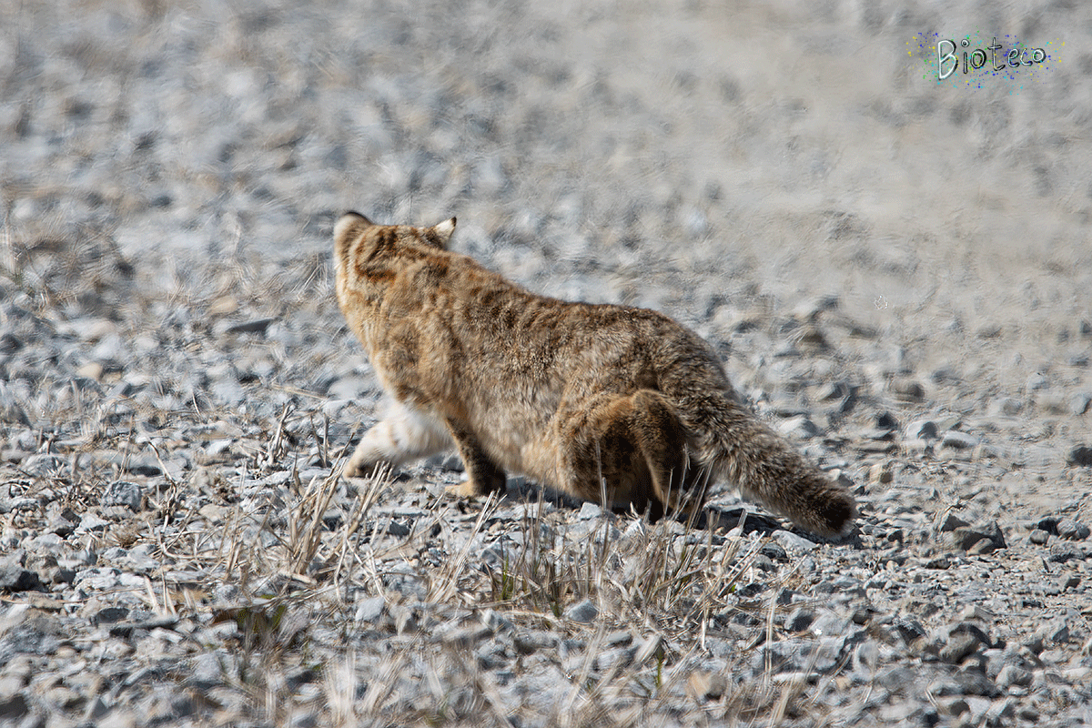 삵(Prionailurus bengalensis)_2024.03.16.