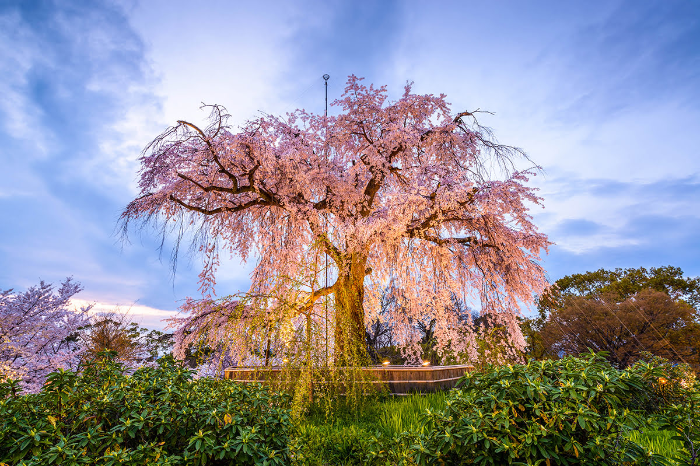 마루야마 공원 Maruyama Park