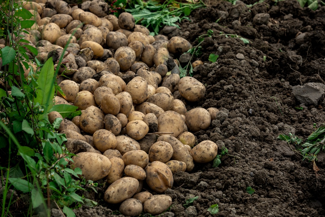 Seed potato cultivation