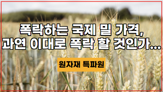  [국제농산물] 폭락하는 국제 밀 가격, 과연 이대로 폭락 할 것인가...