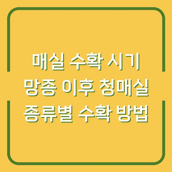 매실 수확 시기 망종 이후 청매실 종류별 수확 방법