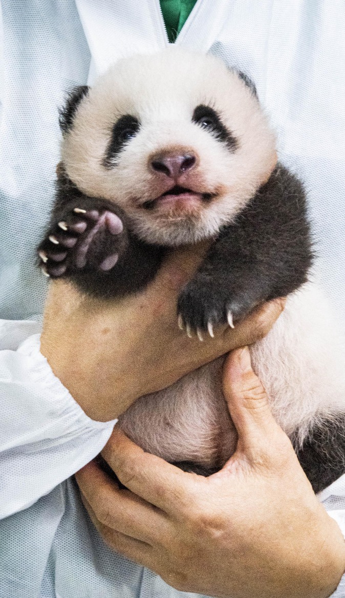 푸바오