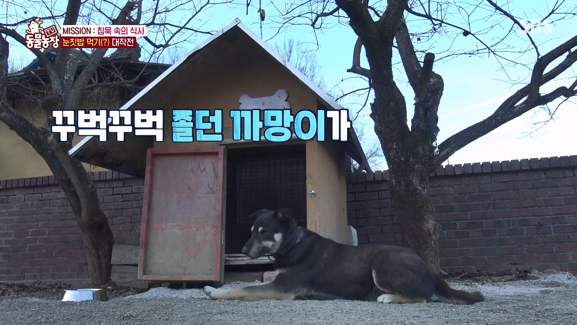 TV 동물농장.E1157.240204p-NEXT.mp4_20240204_172349.721.jpg