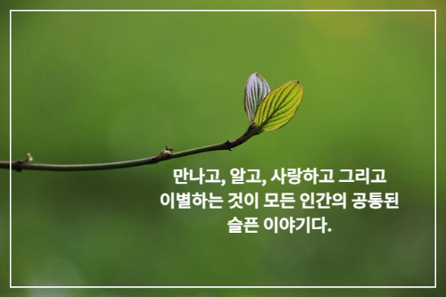 나무가지 끝 나뭇잎 두 장