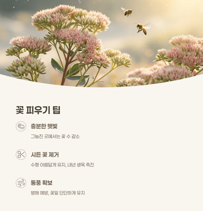 꿩의 비름꽃