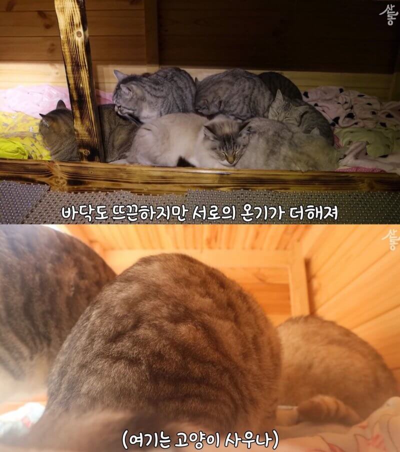 한국고양이는사우나와온돌을즐깁니다.