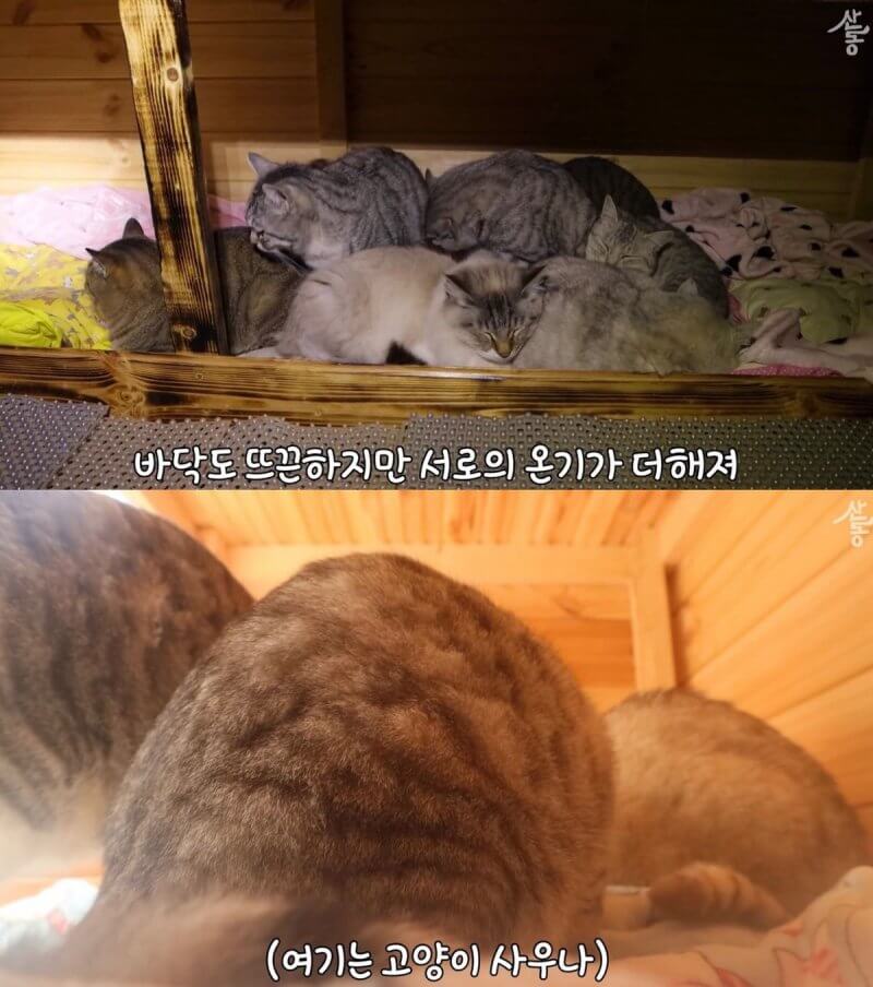  온돌맛을 아는 한국형 고양이들.