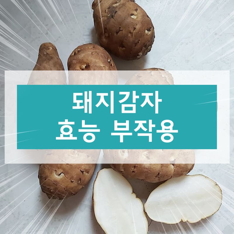 돼지감자 효능 부작용