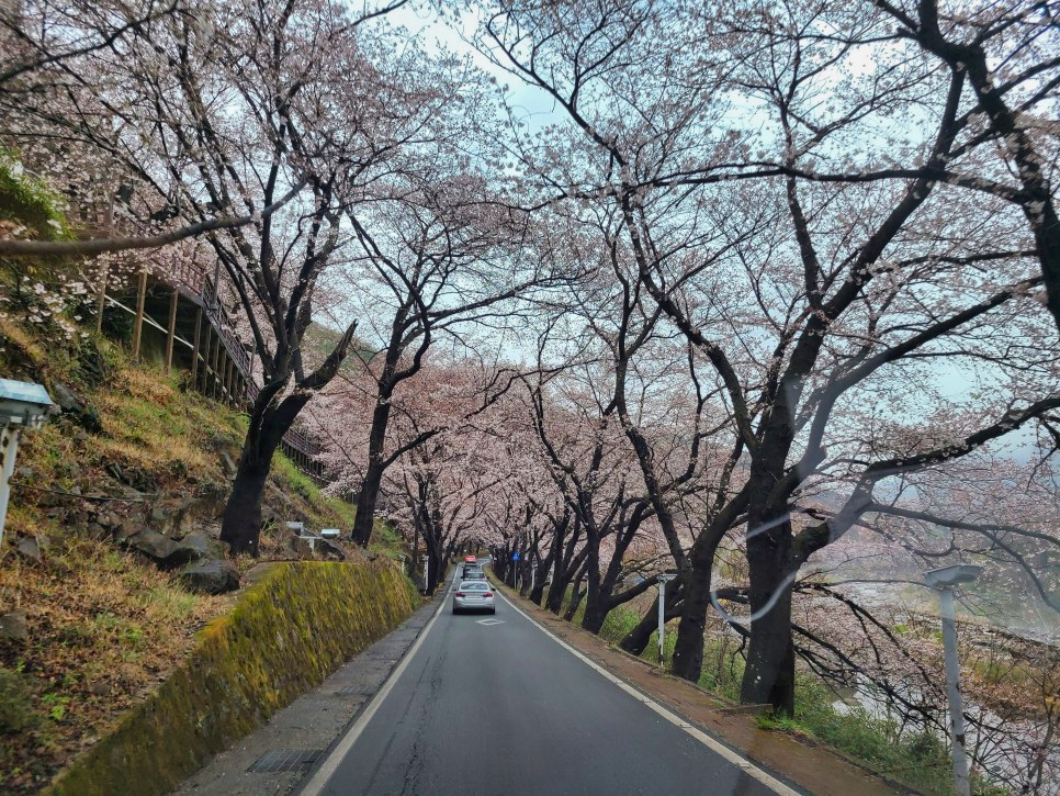 하동십리벚꽃길 벚꽃이 점점 만발하고 있습니다 5