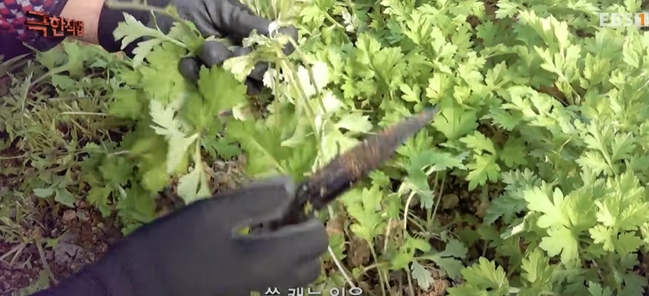 전통떡집쑥떡쑥떡 이미지