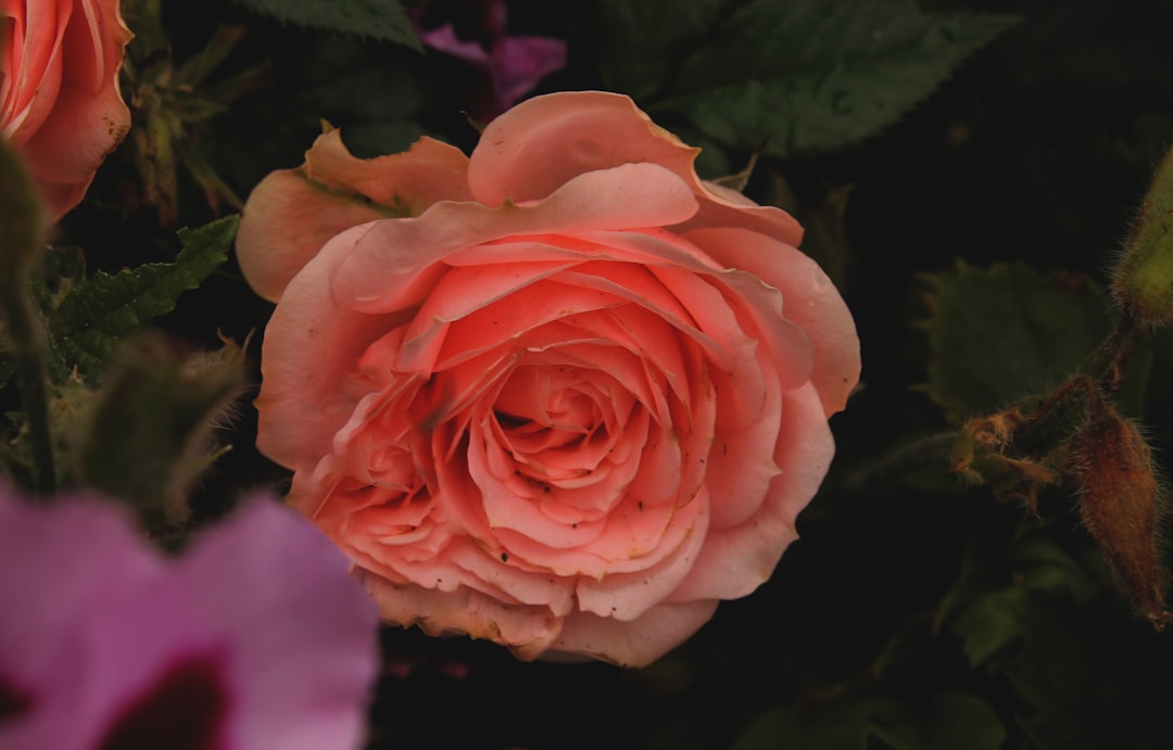 Rose Festival