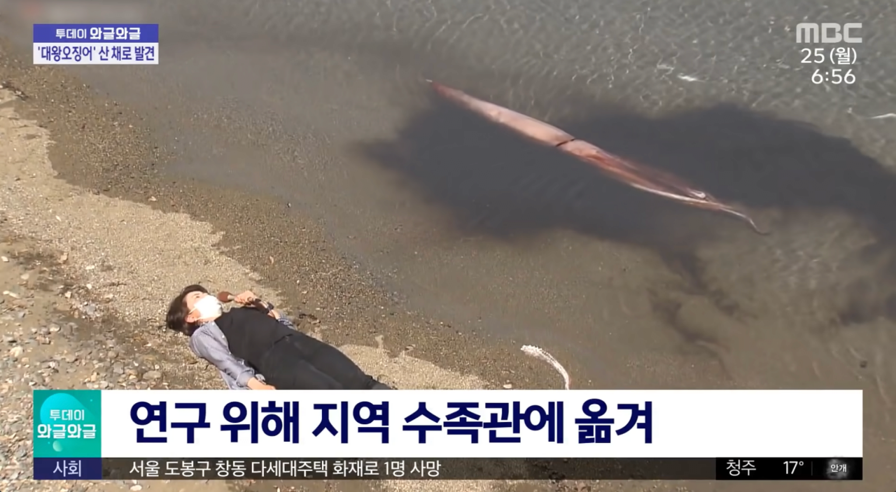살아 있는 대왕오징어 발견