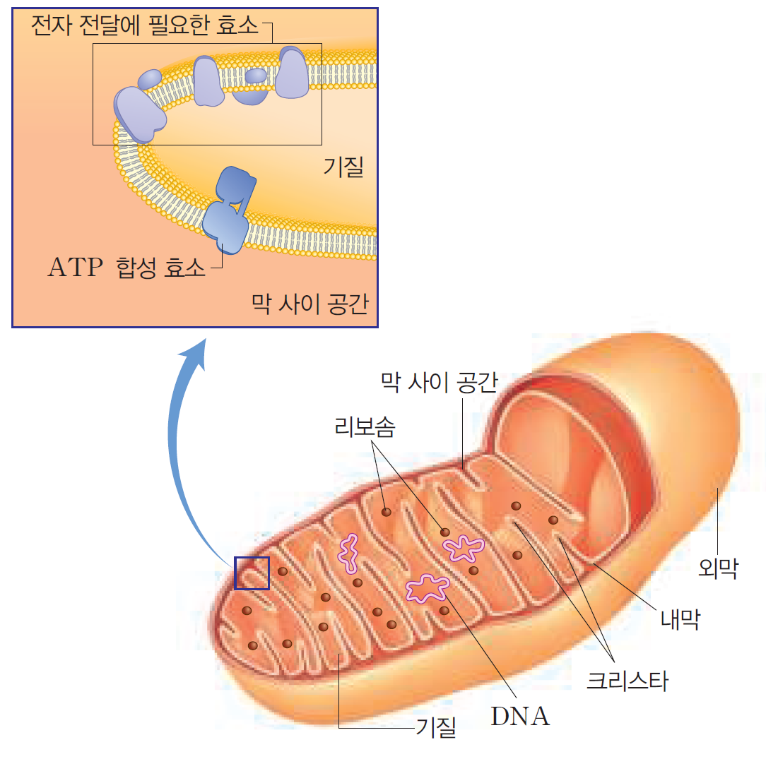 미토콘드리아 구조