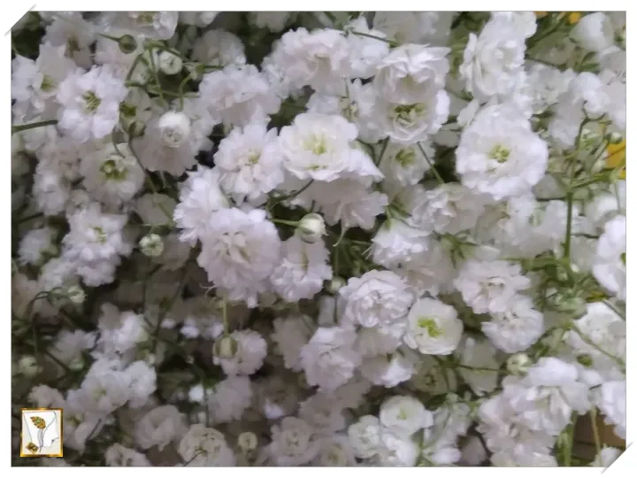 하얀 안개꽃-꽃말