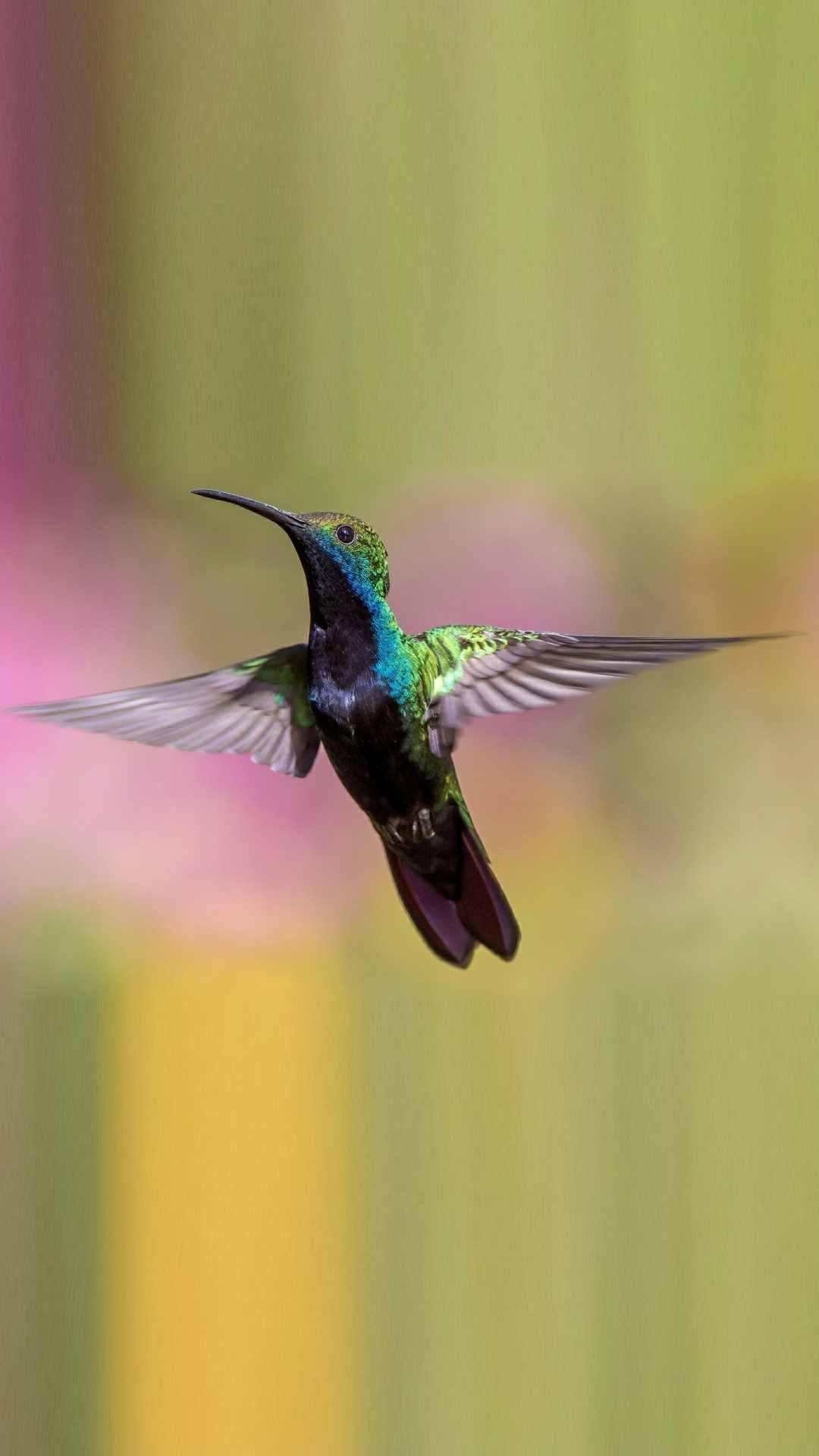 Hummingbird Animal Photo iPhone Wallpaper