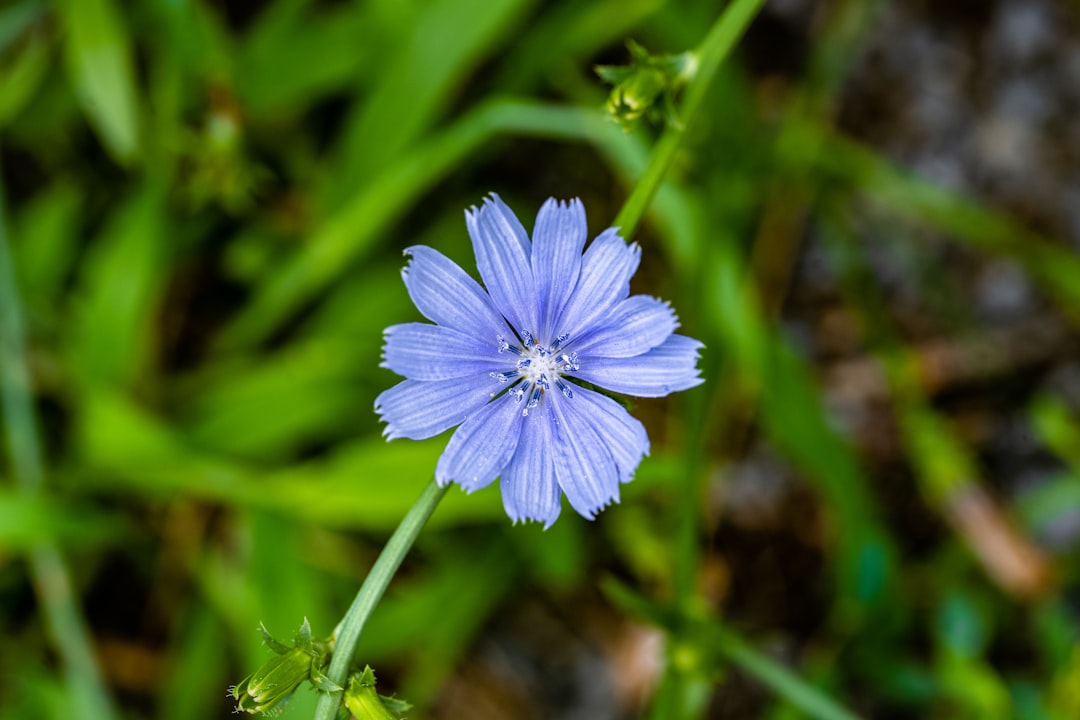 Chicory